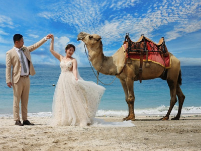 Camel For Photo-Video Shoot